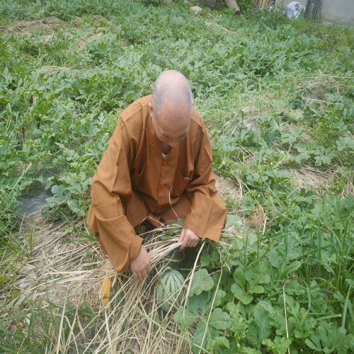 雁荡山能仁寺的西瓜园奇遇