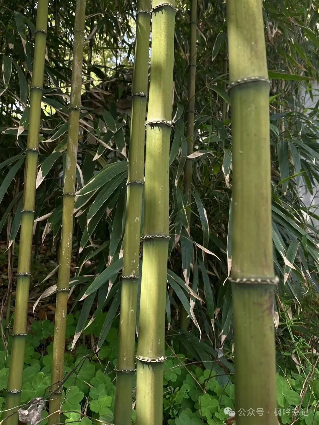 雁山草木：雁荡山能仁寺草木小记(图2)