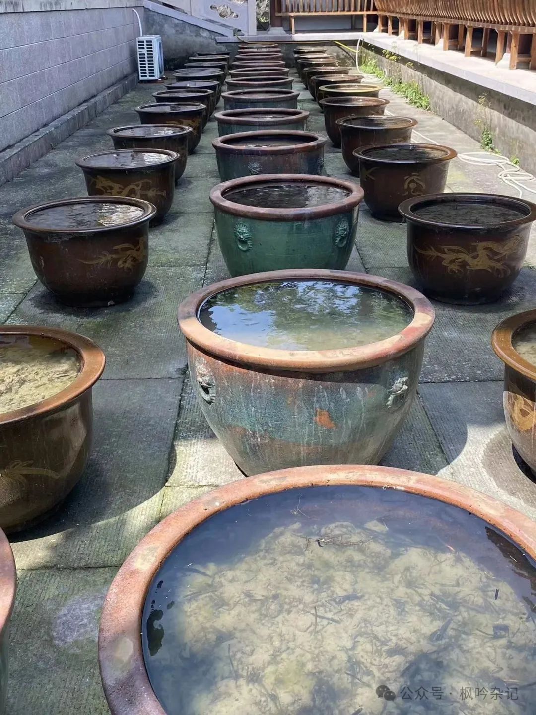 雁山草木：雁荡山能仁寺草木小记(图4)