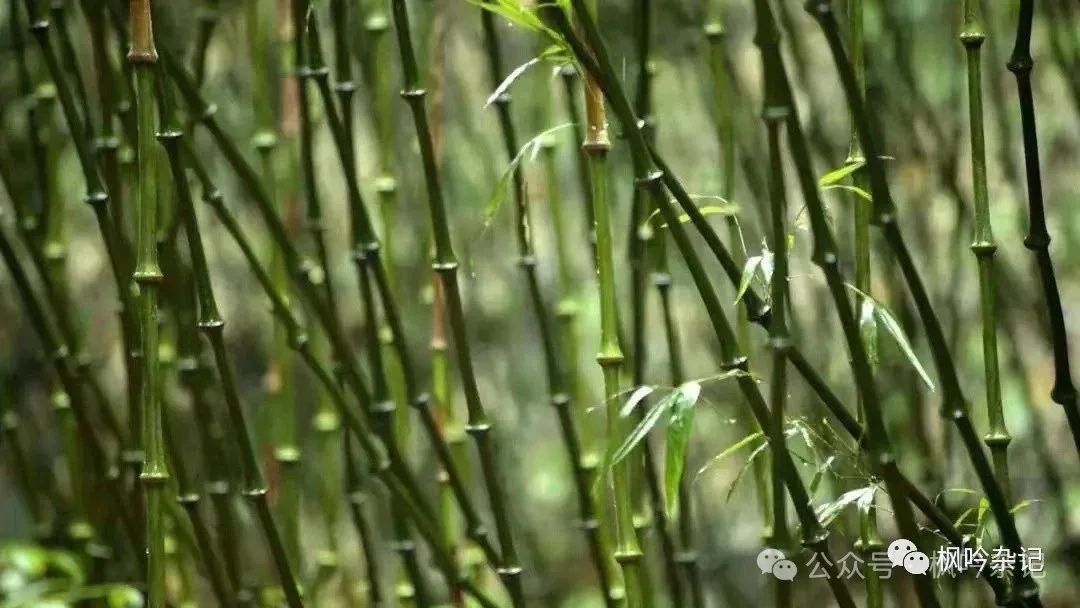 雁山草木：雁荡山能仁寺草木小记(图1)