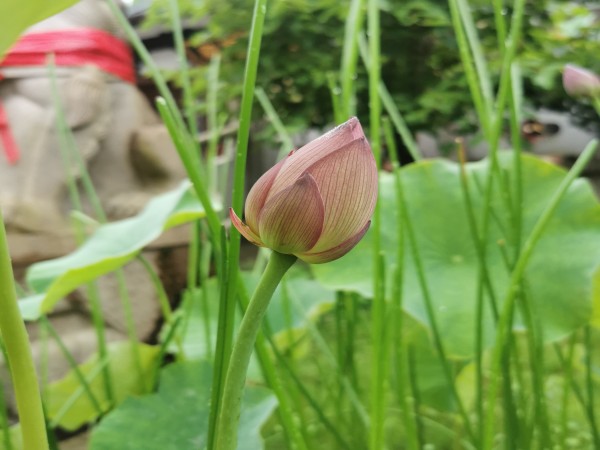 雁山草木：雁荡山能仁寺草木小记(图5)