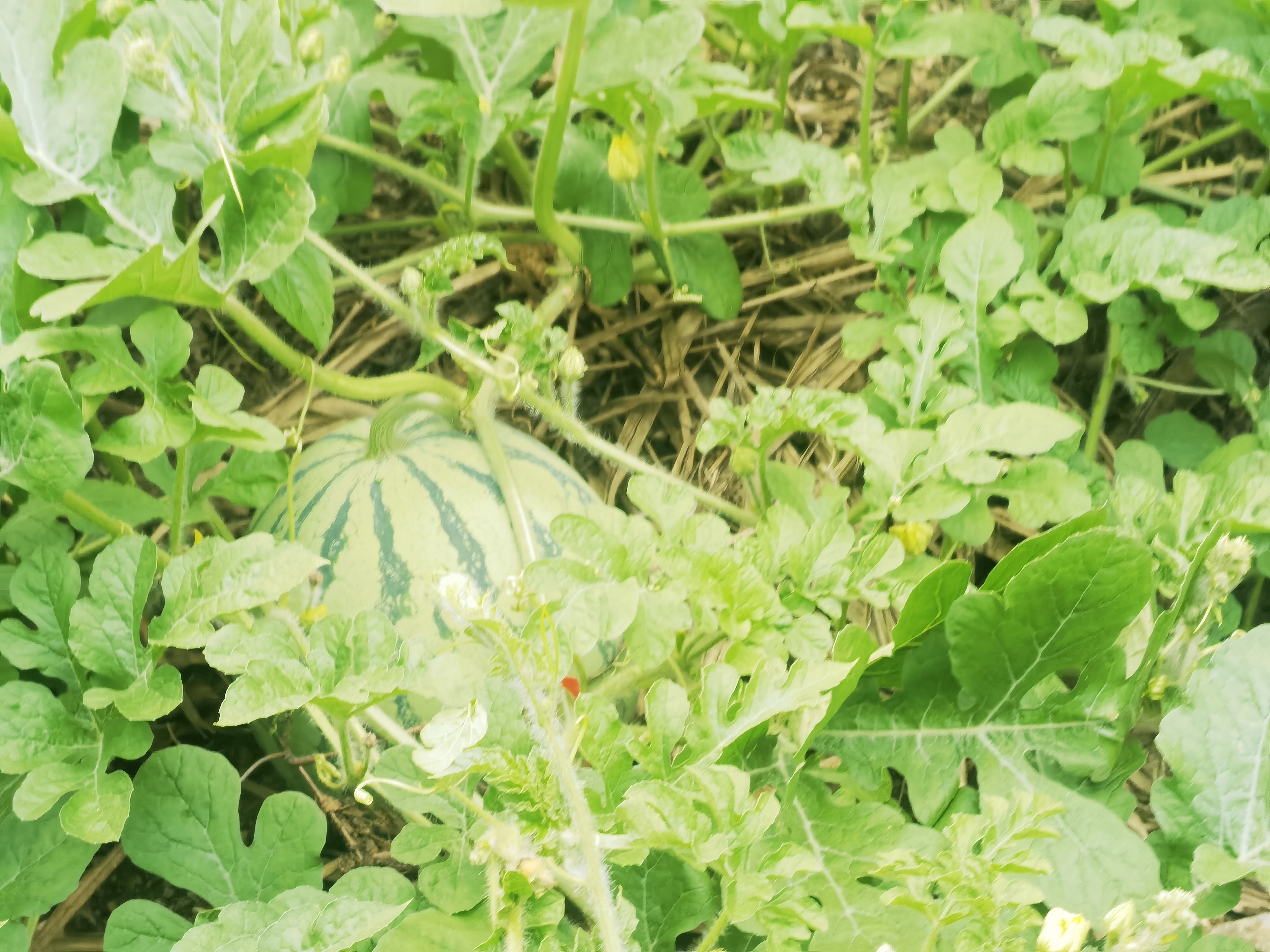 雁荡山能仁寺的西瓜园奇遇(图2)