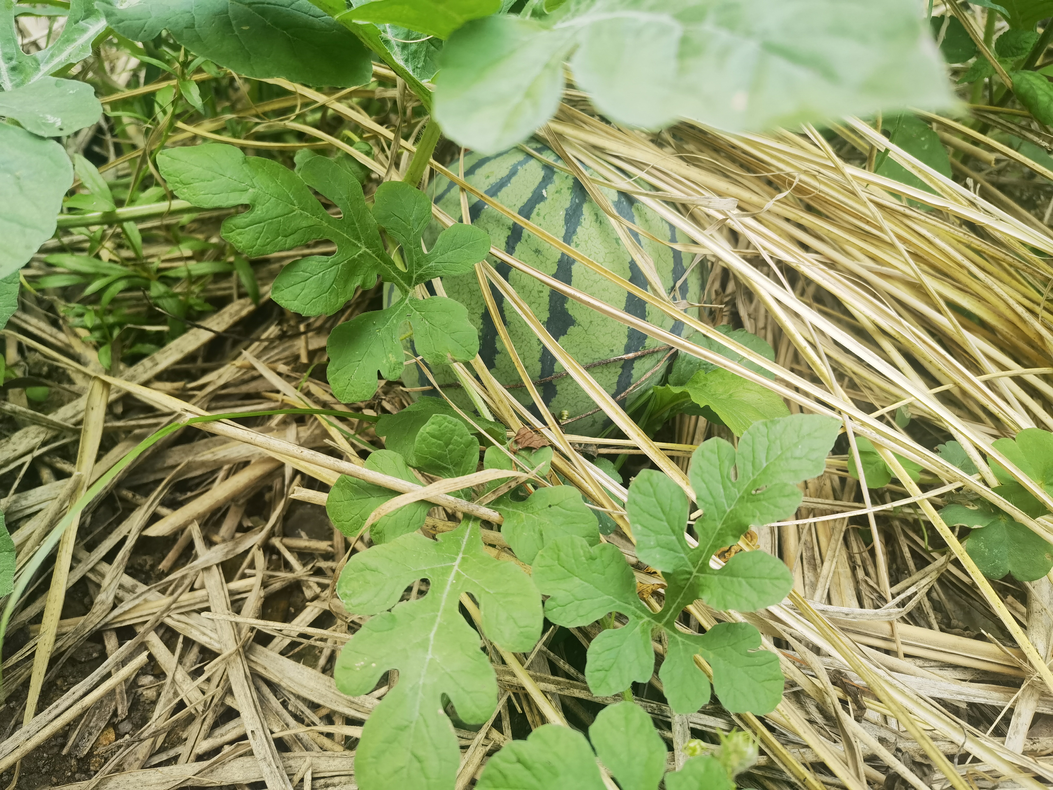 雁荡山能仁寺的西瓜园奇遇(图3)