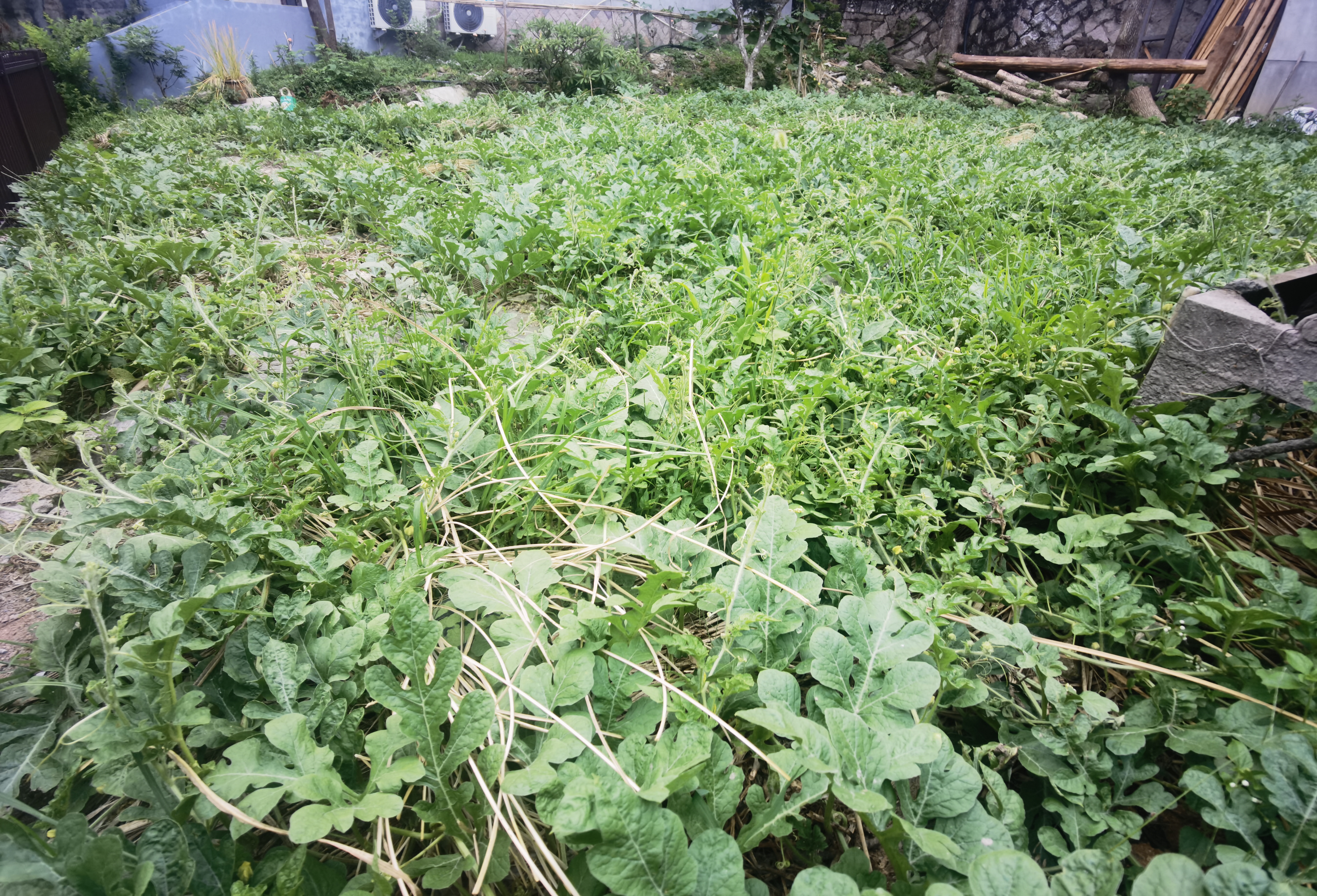 雁荡山能仁寺的西瓜园奇遇(图4)