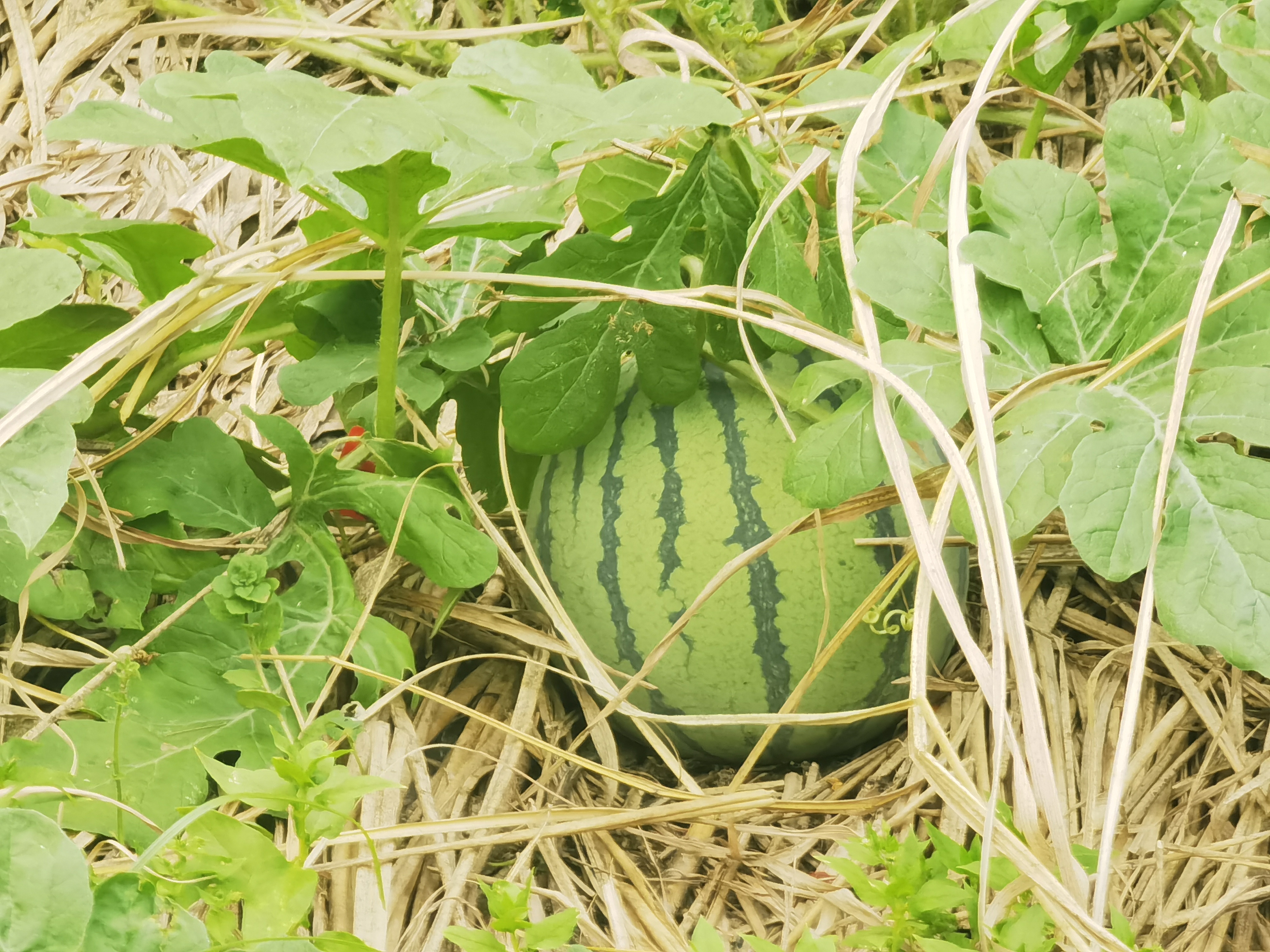 雁荡山能仁寺的西瓜园奇遇(图5)