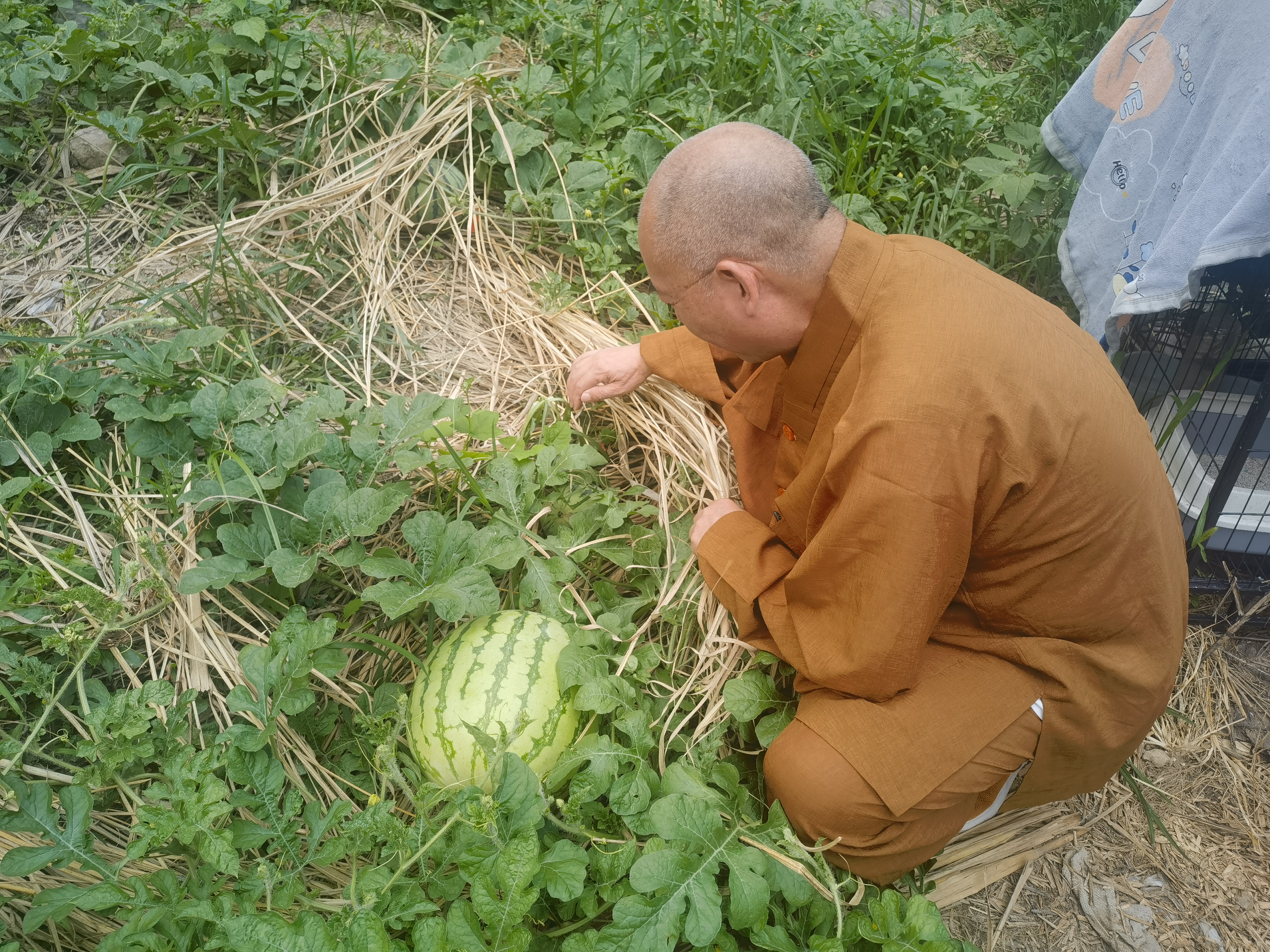 雁荡山能仁寺的西瓜园奇遇(图6)