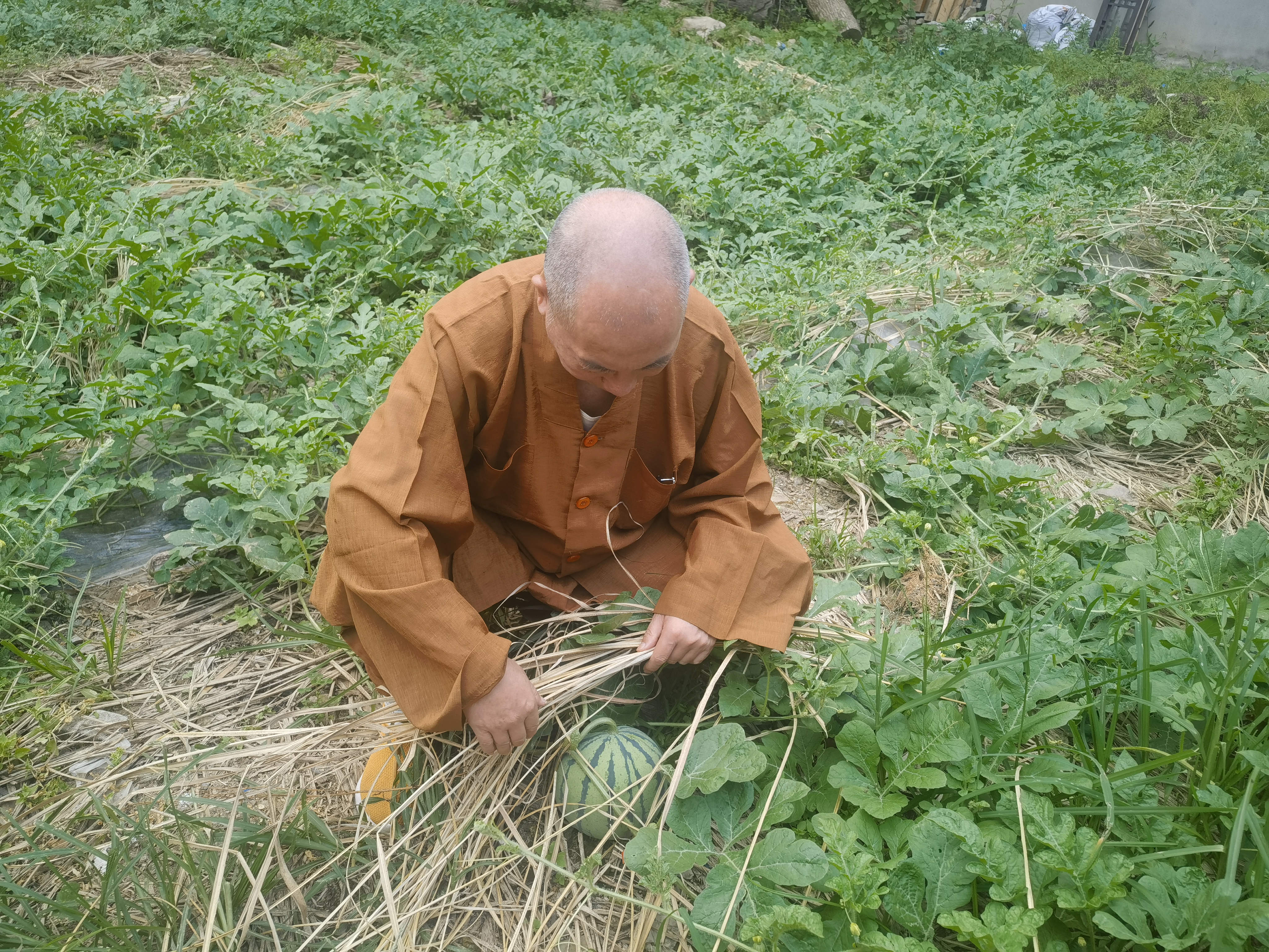雁荡山能仁寺的西瓜园奇遇(图7)