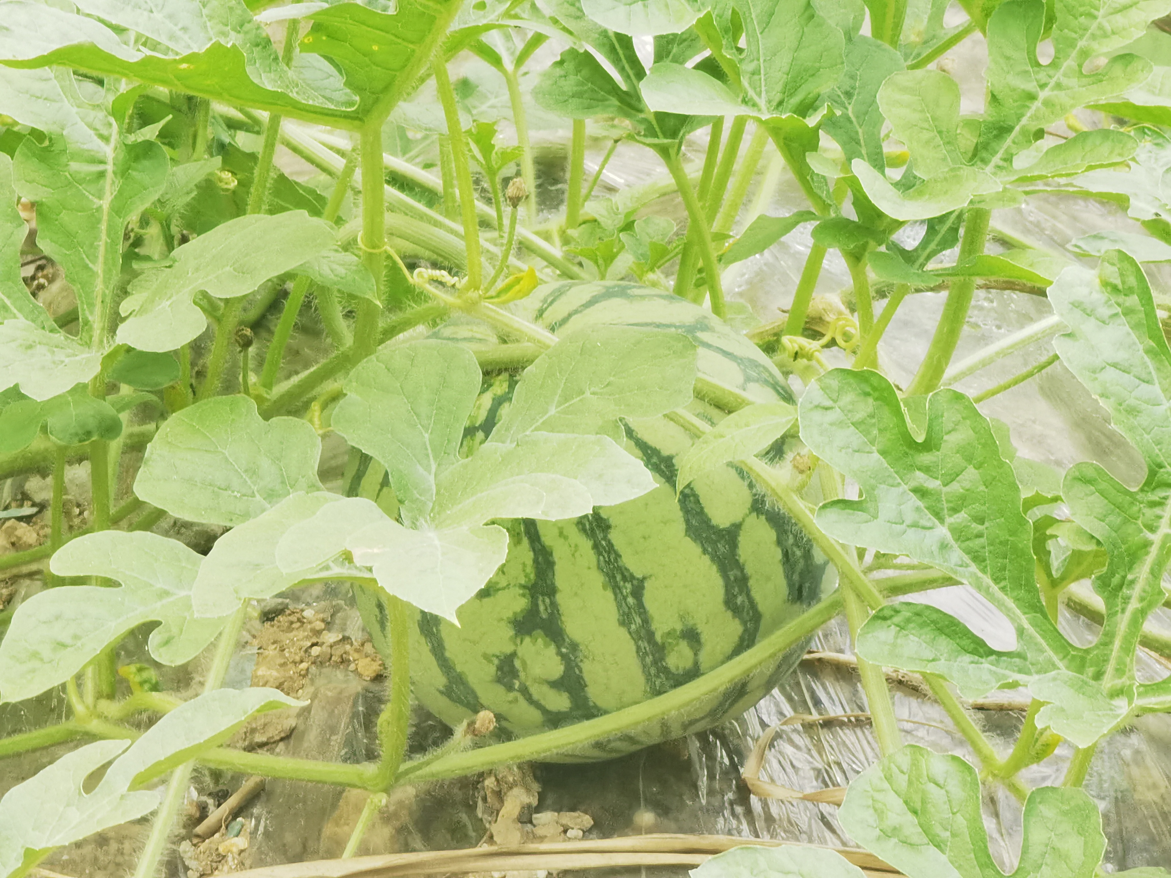 雁荡山能仁寺的西瓜园奇遇(图10)