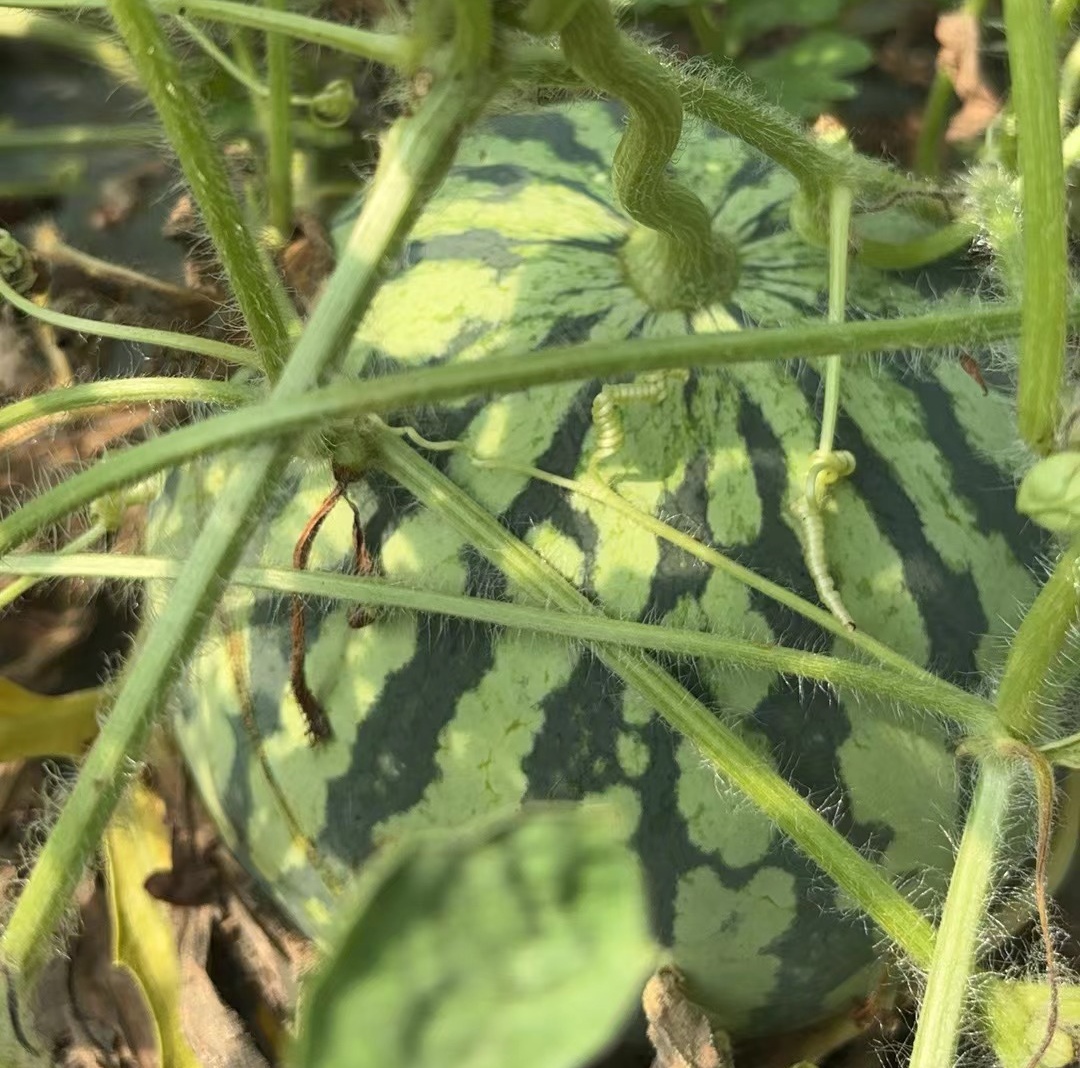 雁荡山能仁寺的西瓜园奇遇(图8)