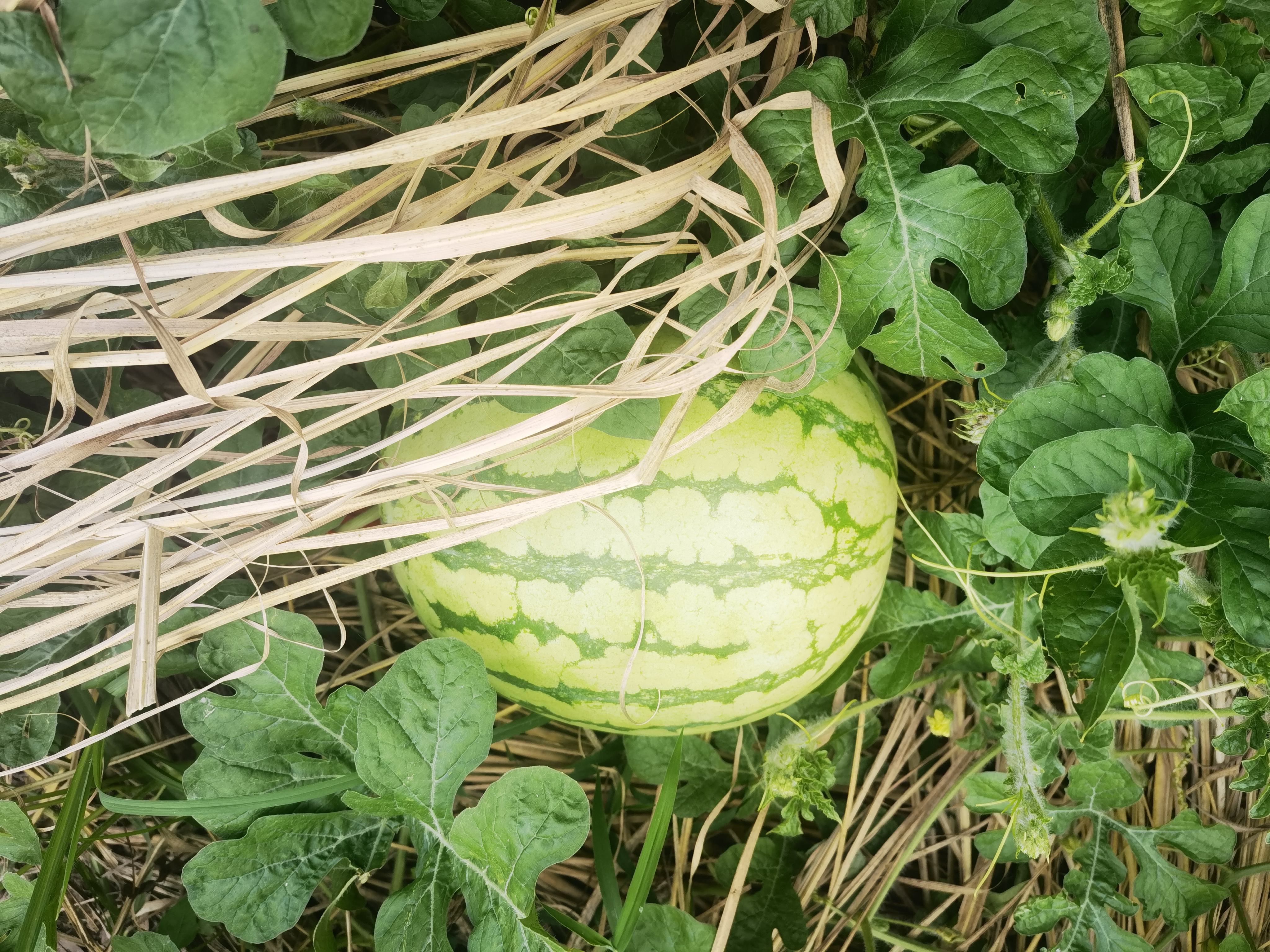 雁荡山能仁寺的西瓜园奇遇(图11)